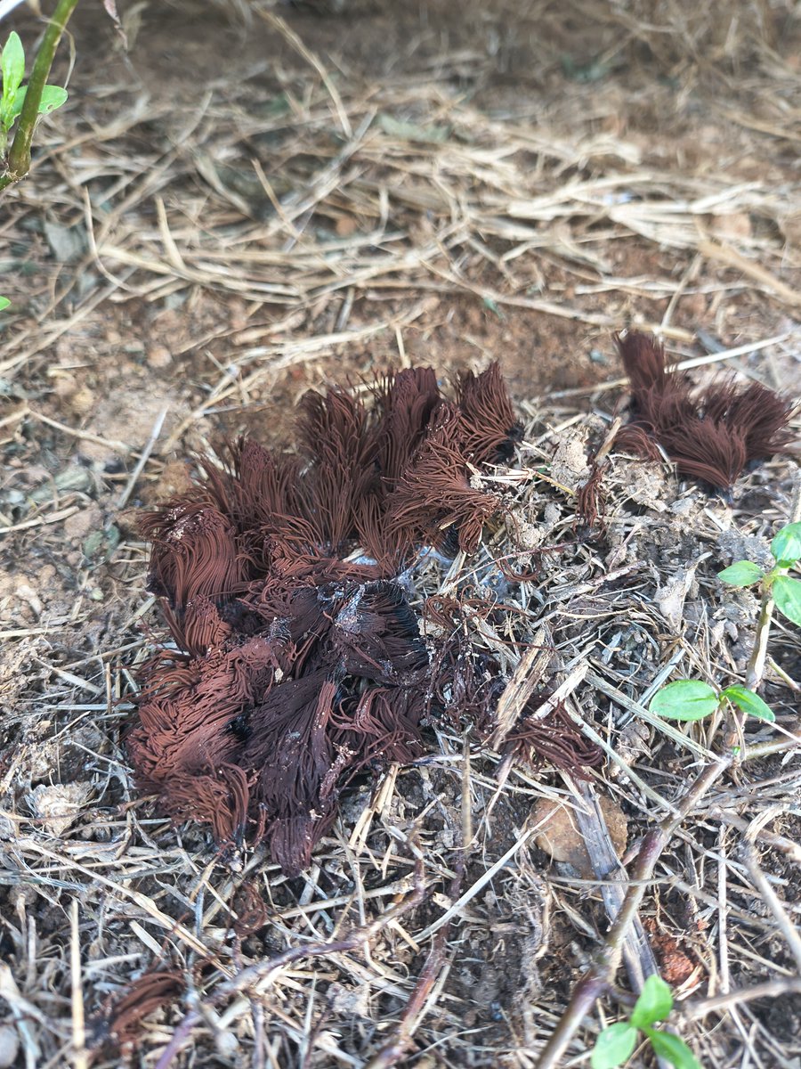 herriorn's tweet photo. Some wild Stemonis slime mold https://t.co/XZuwTZoAYB