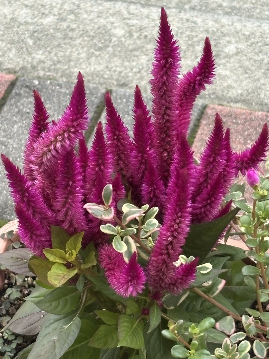 norio1948's tweet photo. 9月23日(水)おはようございます。神戸、六甲は晴れ、気温は23度。

今朝はお彼岸らしい青空も拡がり気持ちの良い涼しい朝です。五連休も今日で終わり、やり残し事をやりお楽しみ下さい。
早朝ウォーキング、石屋川、灘浜、都賀川といつもの灘区南部のコースを歩き一万歩は完了。

神戸街角の花々(2957) https://t.co/V5jQjsuy6T