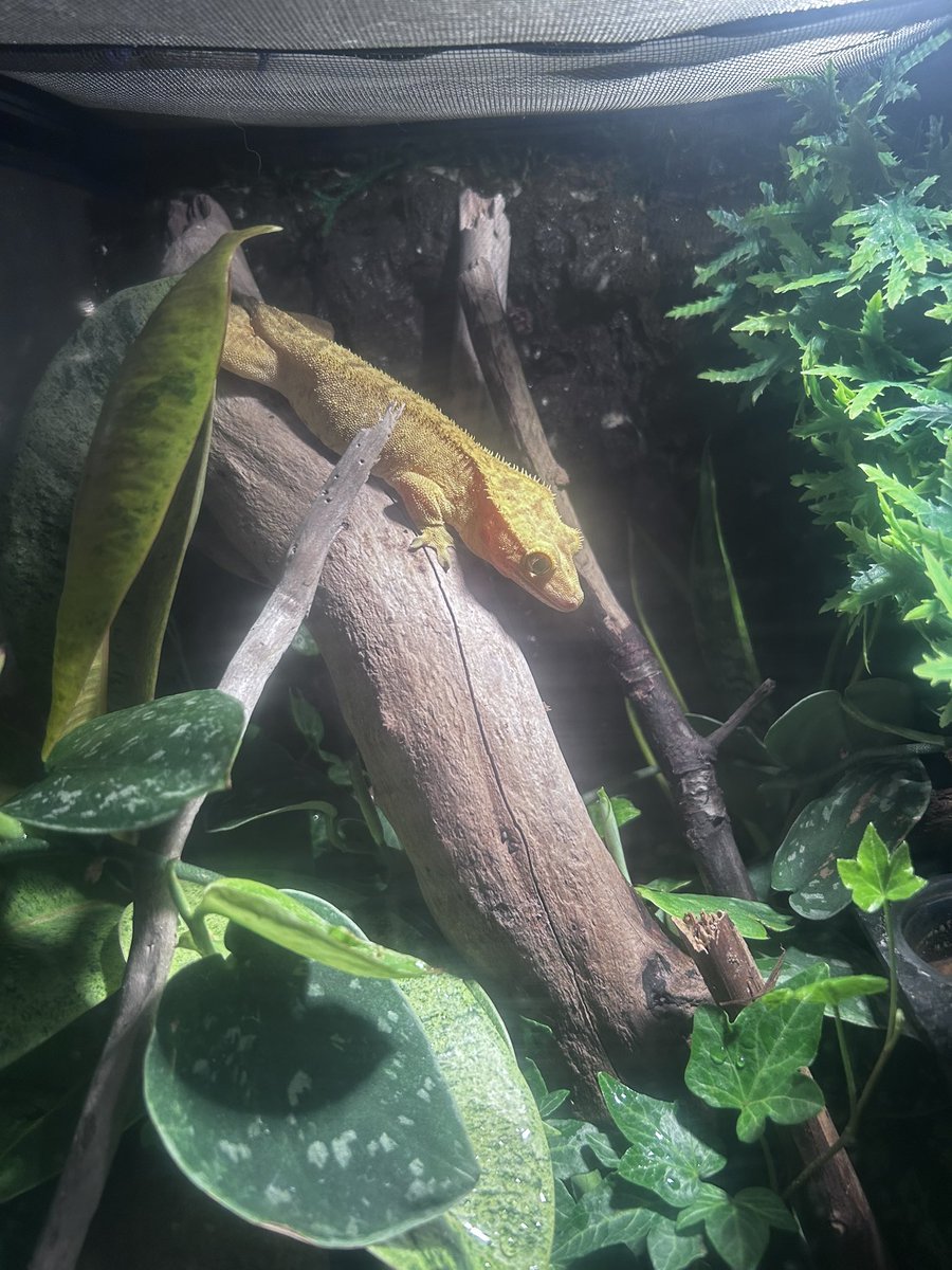 emospongeboy's tweet photo. dobby and mango the cuties https://t.co/xn7zKAKxNN