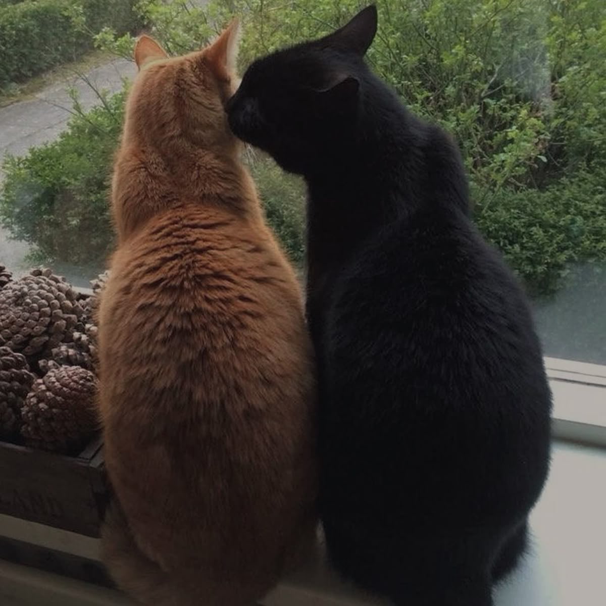 acervojohnlock's tweet photo. Johnlock gatinhos 🐱 https://t.co/XVtFkRMHUe