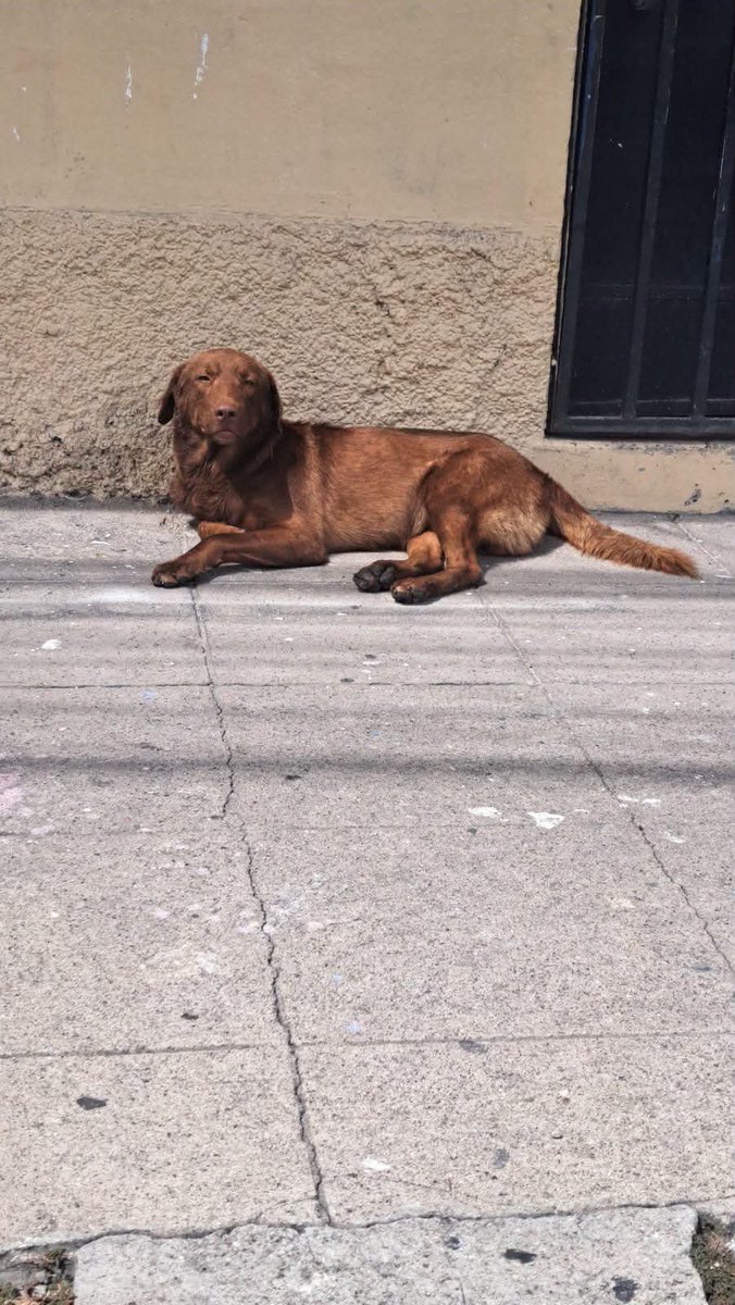 lyssitta's tweet photo. #ServicioSocial
SE BUSCA A SU FAMILIA ✅
Se busca a sus dueños

Perrito aparentemente perdido, se ve que está cuidado.

Zona por el cementerio de Mejicanos en S.S Centro.

Contacto para ubicarlo: (503)6926-5332 https://t.co/jiqStxULvl