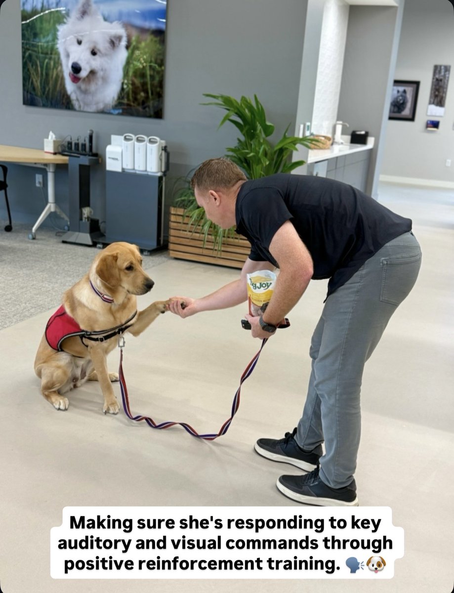 Freshpet's tweet photo. Our service dog-in-training foster, Harvest, has been making incredible progress! 💚

Through our continued partnership with @4PawsForAbility, Freshpet team members have been helping Harvest practice new skills and prepare to one day be matched with her future partner. https://t.co/8jiruuWJnm