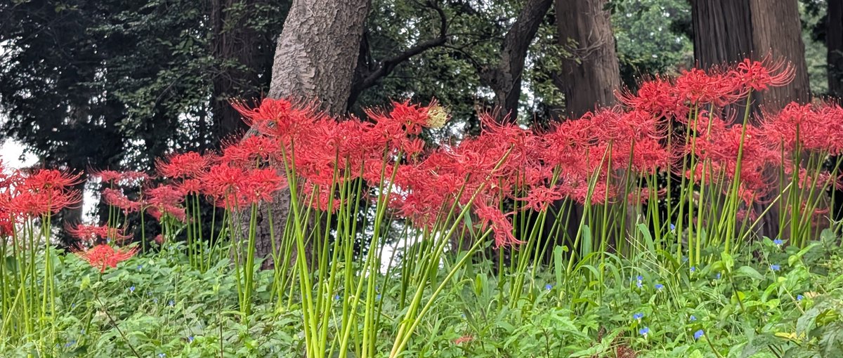 xxyba_pi's tweet photo. 彼岸花が綺麗に咲いてる🌸*･ https://t.co/YjhBixnx7F