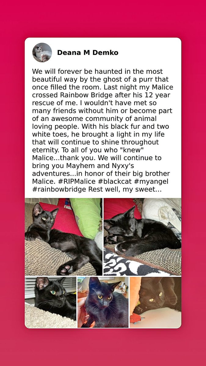 DeanaDemko's tweet photo. @TheCatMalice @BengalPandora #ZSHQ @ZombieSquadHQ Good night, my sweet prince. I will always love you. #Malice https://t.co/L52M1oVeX3