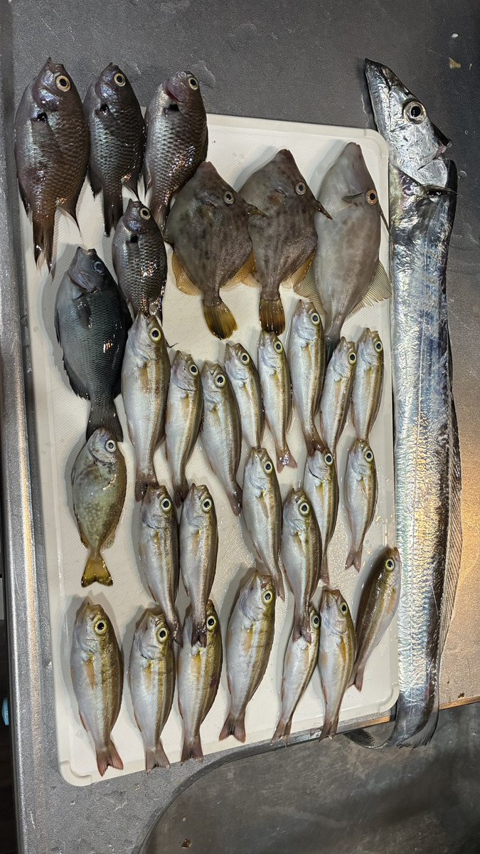huta_hobby's tweet photo. 昨日は釣り行ってきたよ！
昼頃から夜中まで12時間くらいやってたかな？
日差しガンガンに浴びてたから日焼けがやばい！ https://t.co/Y4EK6J8OsS