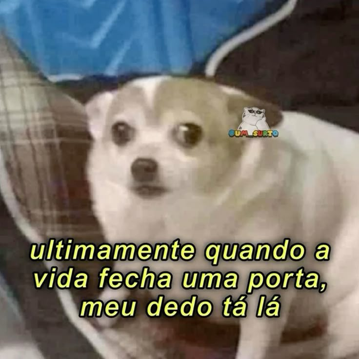 acervobichinho's tweet photo. https://t.co/DBiowANHvV