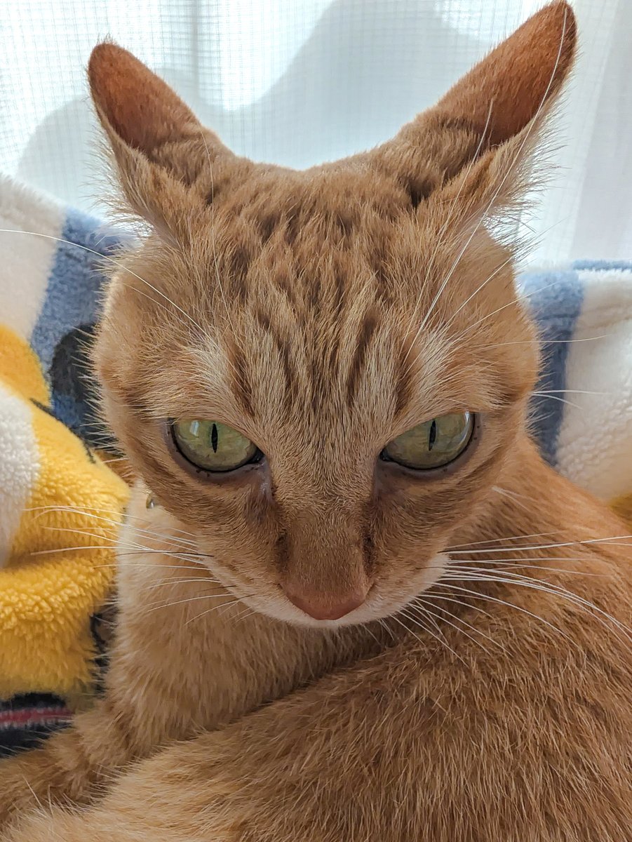 purinlala's tweet photo. アオリイカ https://t.co/41BfpNRfZW