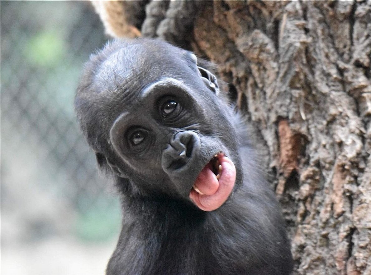 mobigorillafam's tweet photo. @apecoin @mst1287 Ape me pls 🦍 https://t.co/P4VleoMTqU