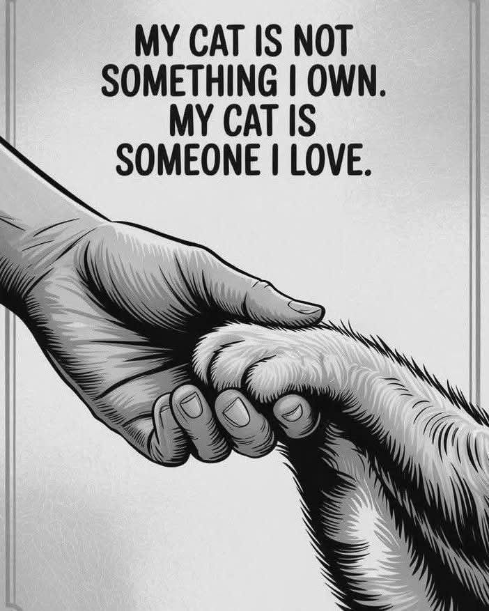 Jables1976's tweet photo. My cats are my Furbabies https://t.co/18vCQoT8Zg