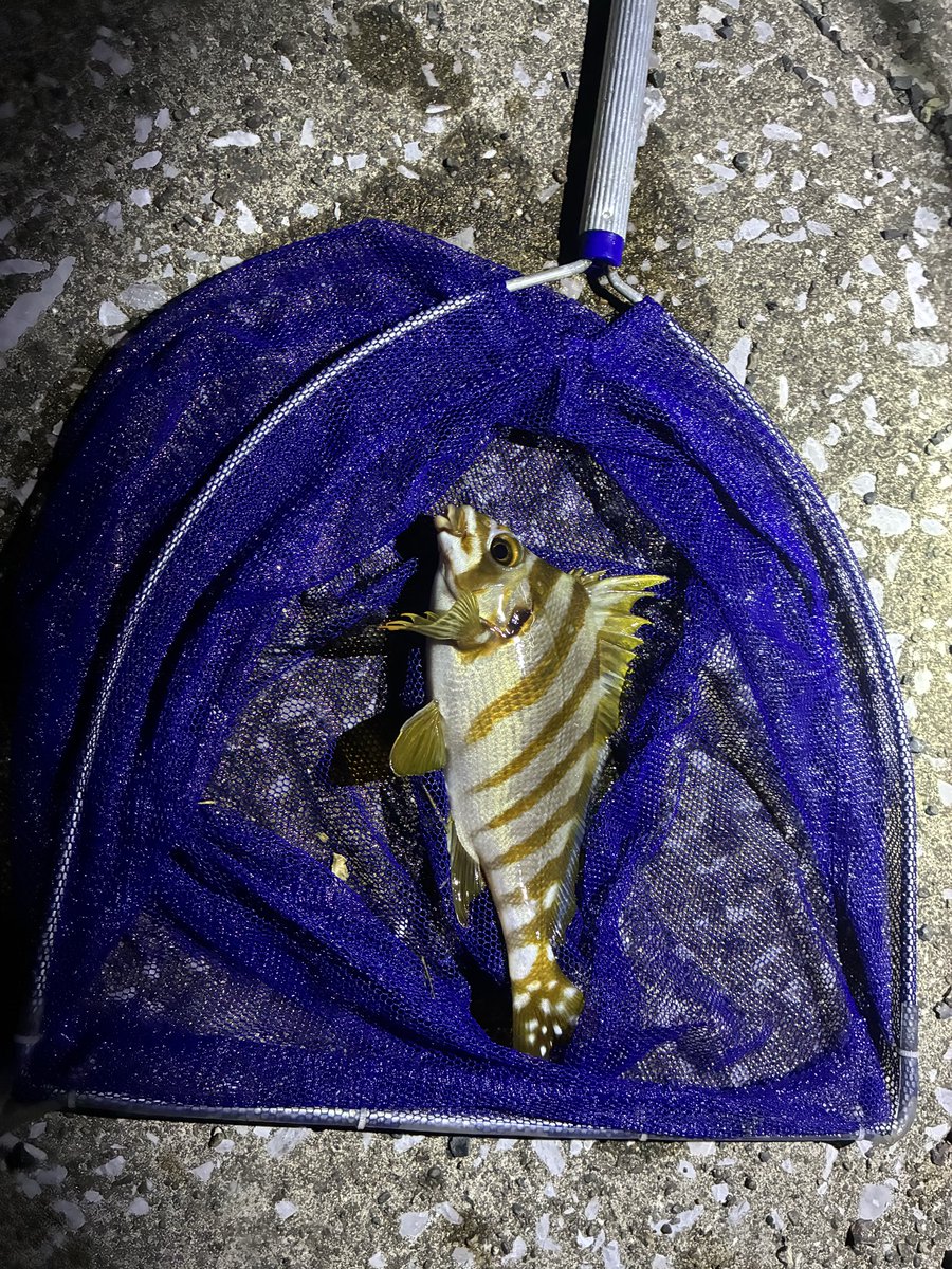 TjsDnt's tweet photo. ここ最近の夜岸壁の成果。
めんたい県ではレアなやつもいると思うけど、こっちでは通年取れるヤツばかり。
同じ九州なのにここまで違う。
やはり生き物……たまらねぇ！！！ https://t.co/1Z5I8qwCfh