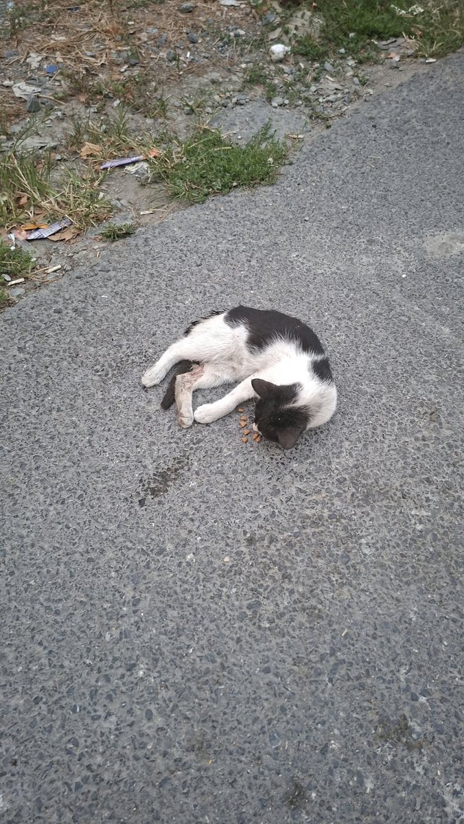 womanchildanima's tweet photo. Sabah bir kedi gördüm işe giderken veterinere gotürdüm durumu kotü paylaşım yapmanız mümkünmü acaba ameliyat masrafı 20000 tutarmış ben tek başıma karşılayamam
Sefaköy İstanbul
+90538 341 25 82 https://t.co/iwxLBISeDF