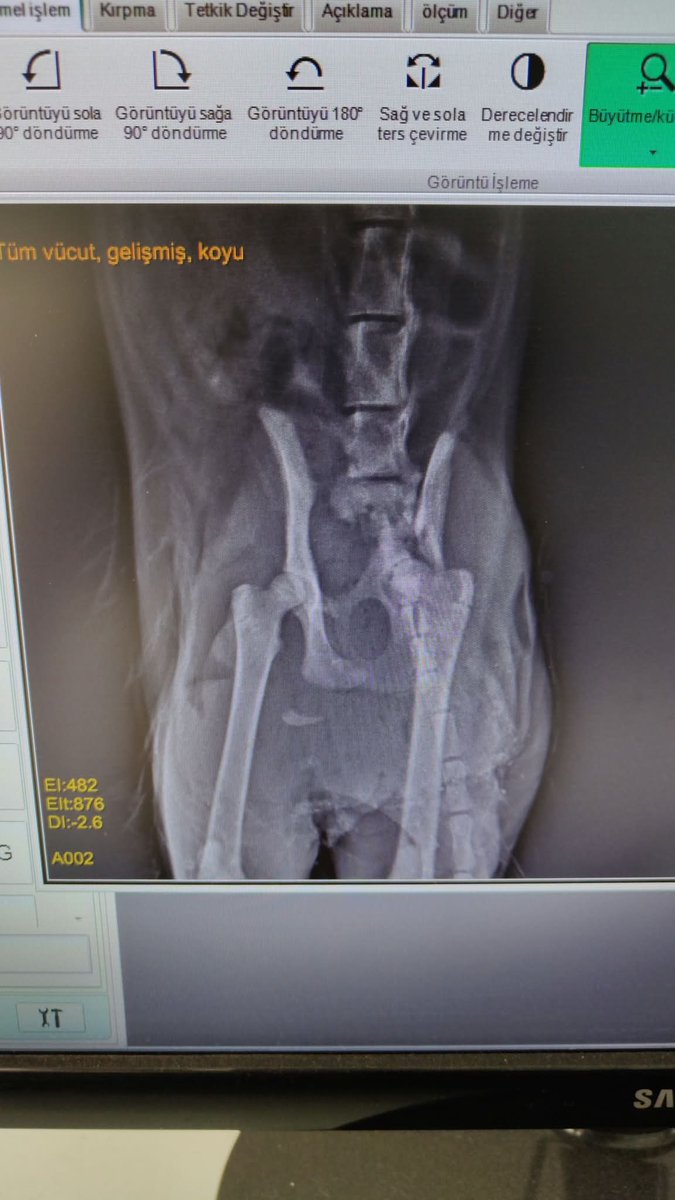 womanchildanima's tweet photo. Sabah bir kedi gördüm işe giderken veterinere gotürdüm durumu kotü paylaşım yapmanız mümkünmü acaba ameliyat masrafı 20000 tutarmış ben tek başıma karşılayamam
Sefaköy İstanbul
+90538 341 25 82 https://t.co/iwxLBISeDF