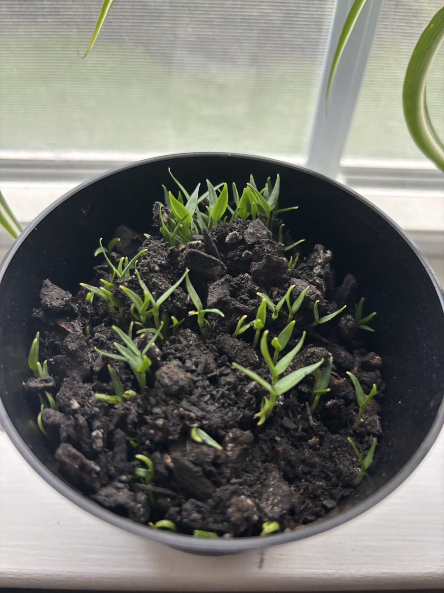 madisonroseli's tweet photo. Pepper seeds round #2!!!! I harvested these seeds the pepper I grew!!!! https://t.co/u9eijuSA9B
