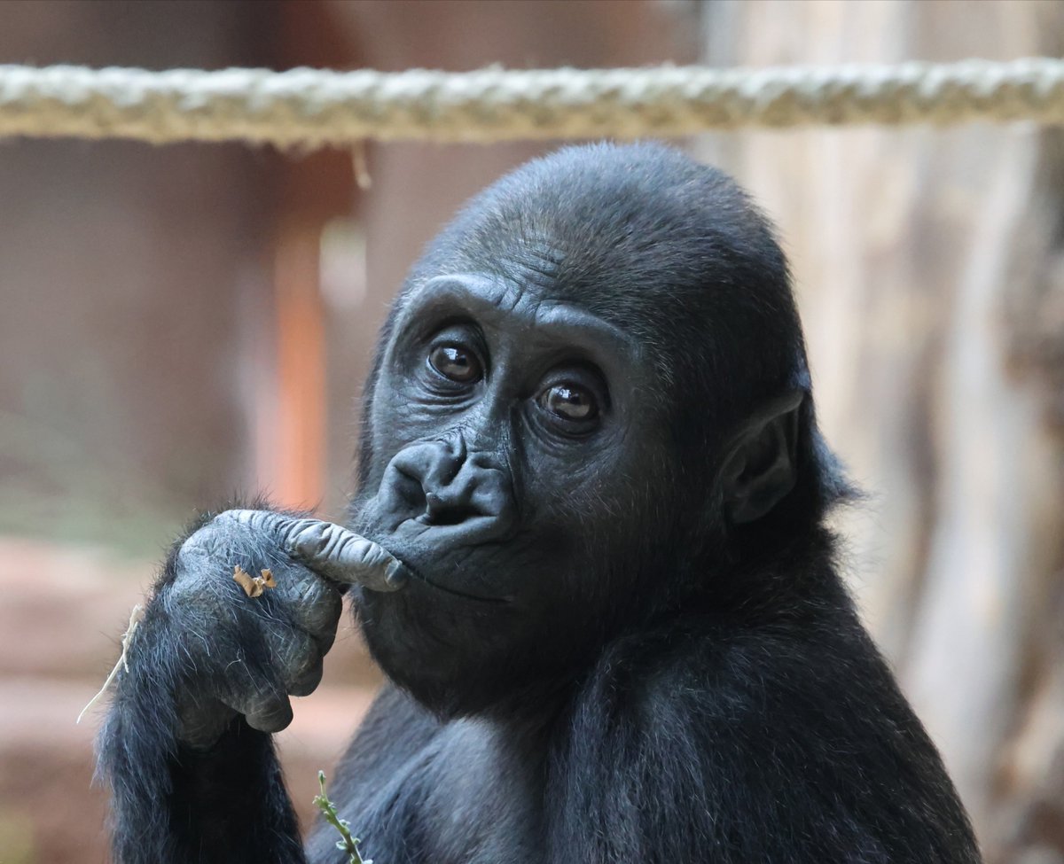 mobigorillafam's tweet photo. @apecoin Looks like you can push MOBI 🦍 https://t.co/wHYp1tUqxe