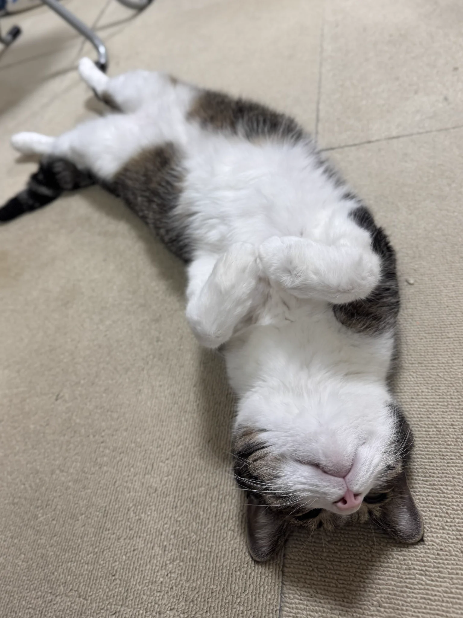 ぎんのねこ on X: 