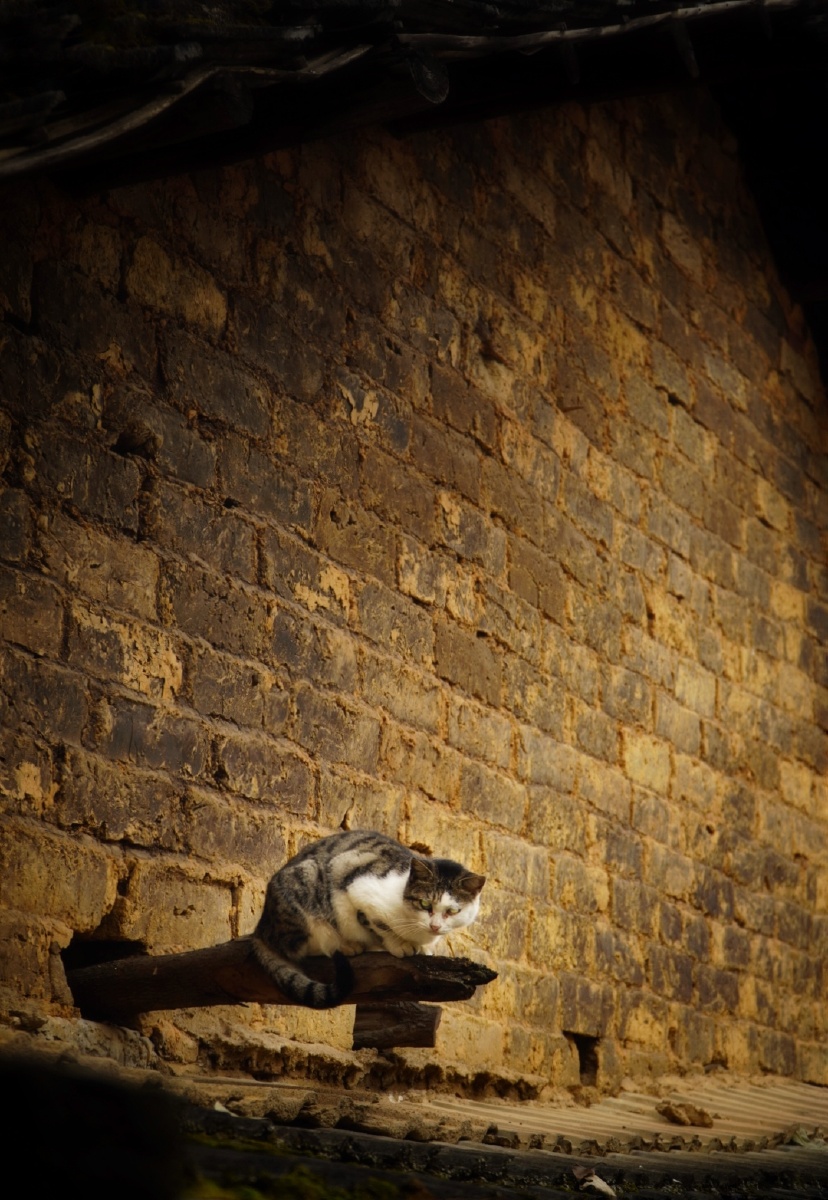 IekasMrs's tweet photo. Just turned a random corner and caught the soft golden light on old brick walls + a stray cat napping on a bench. Perfect unplanned moment https://t.co/EfvhIg1o3L