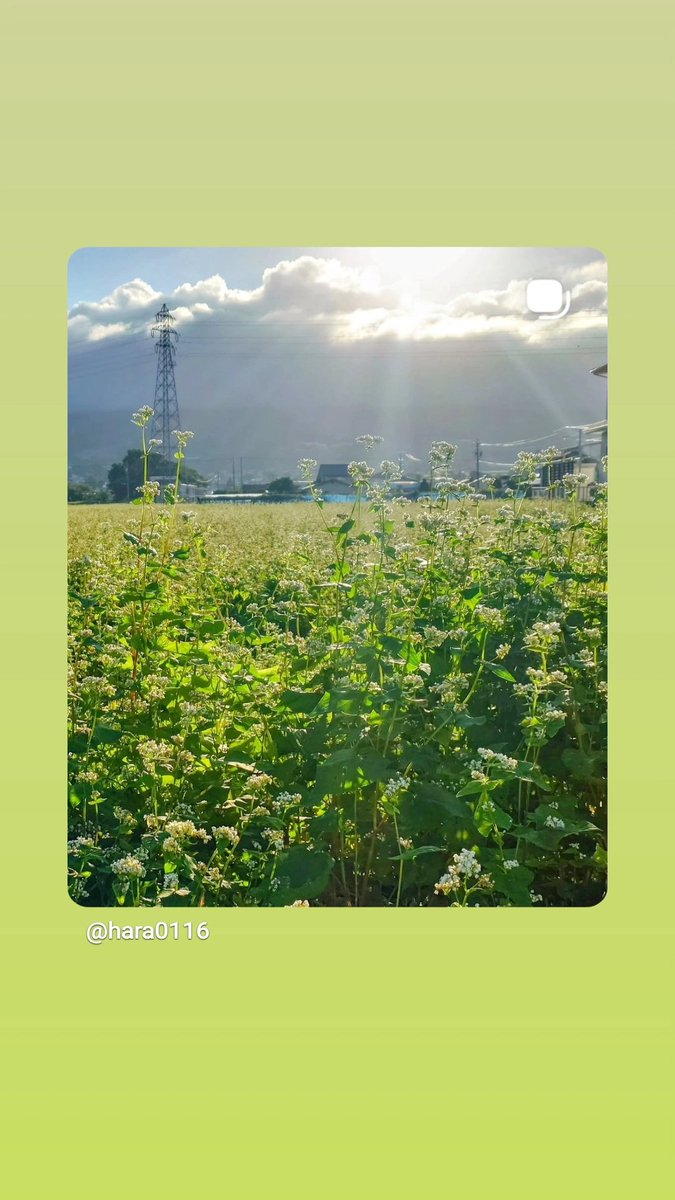 yoshi011667's tweet photo. 一面の蕎麦の花 https://t.co/ejDh1JdMiL