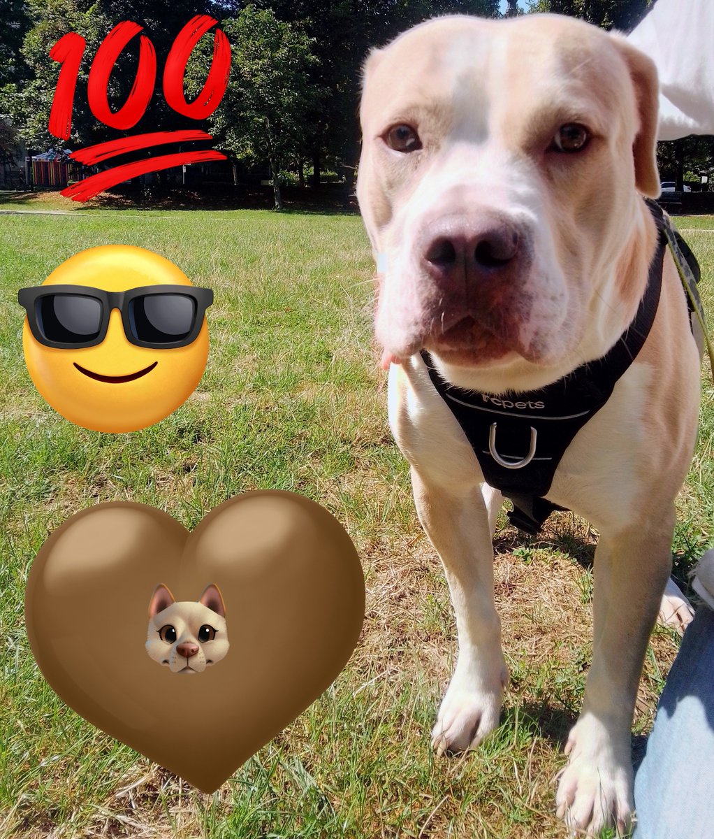 LebrockTony's tweet photo. 🐾Pittrageous Pitties¡¡🐾💙🤎🤎💙
#TakeMeBackTuesday #pittrageous #pittbullnation #amstaff #bully #pitipiti #dogsarefamily #dogstars https://t.co/pKiBivCho5