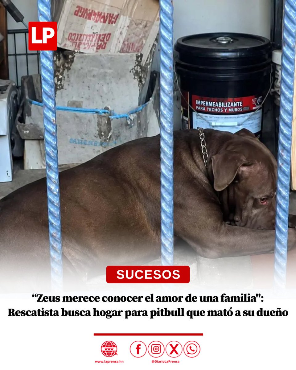 DiarioLaPrensa tweet picture