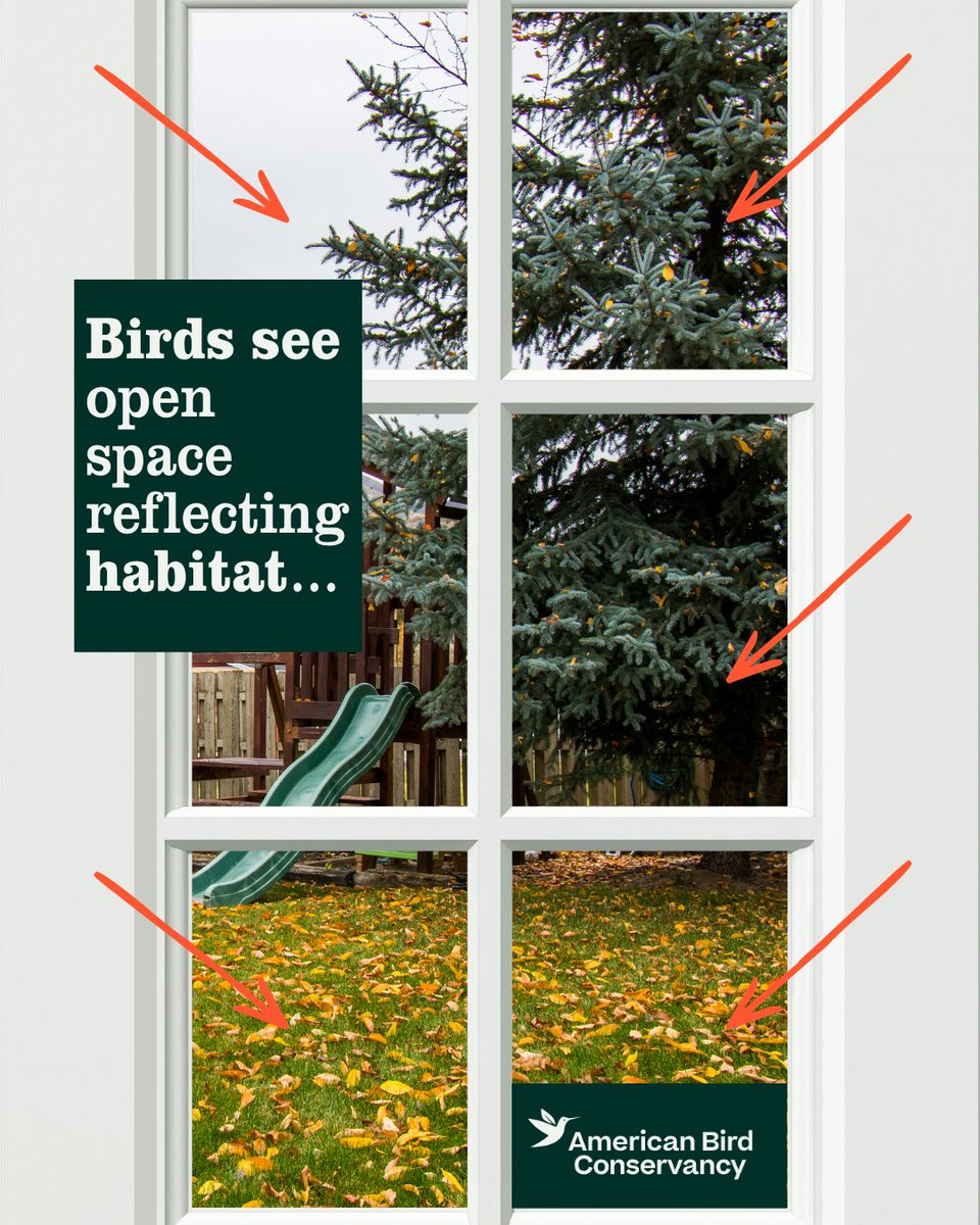 ABCbirds's tweet photo. Global Bird Rescue Week (September 21–28) is here!

We’re highlighting one of the most significant threats birds face during migration: collisions with windows &amp; buildings. 
🪟 There are several ways to reduce collisions around your home. 

Learn more:
https://t.co/4DnYG42PVx https://t.co/kmbee0wY3R