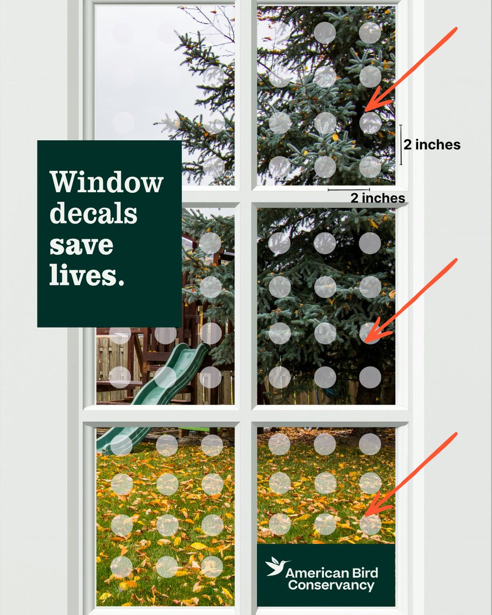 ABCbirds's tweet photo. Global Bird Rescue Week (September 21–28) is here!

We’re highlighting one of the most significant threats birds face during migration: collisions with windows &amp; buildings. 
🪟 There are several ways to reduce collisions around your home. 

Learn more:
https://t.co/4DnYG42PVx https://t.co/kmbee0wY3R