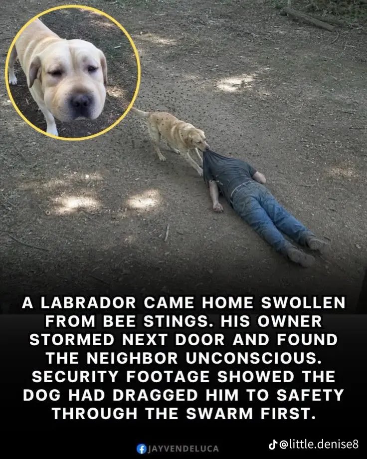 MTDillard3712's tweet photo. A labrador came home all swollen from bee stings.  His owner ran next-door to find his neighbor unconscious. Security footage showed the dog pulling the man to safety.  If you zoom in above the dog on the picture you can see the swarm of bees. https://t.co/M1TaqXTN0U