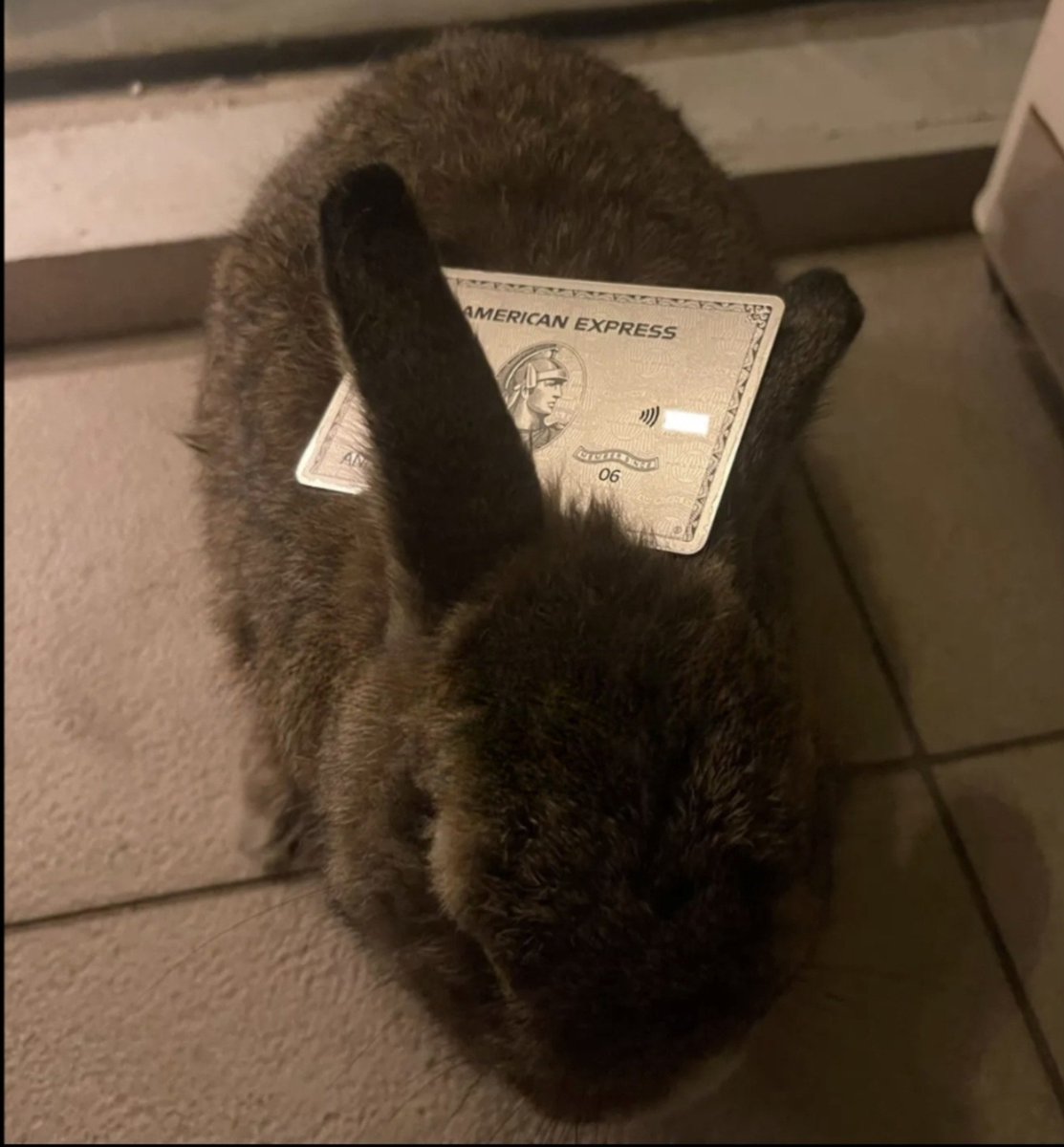 rapedyoursoul's tweet photo. My rabbit is richer than you https://t.co/e4izU2uyZA