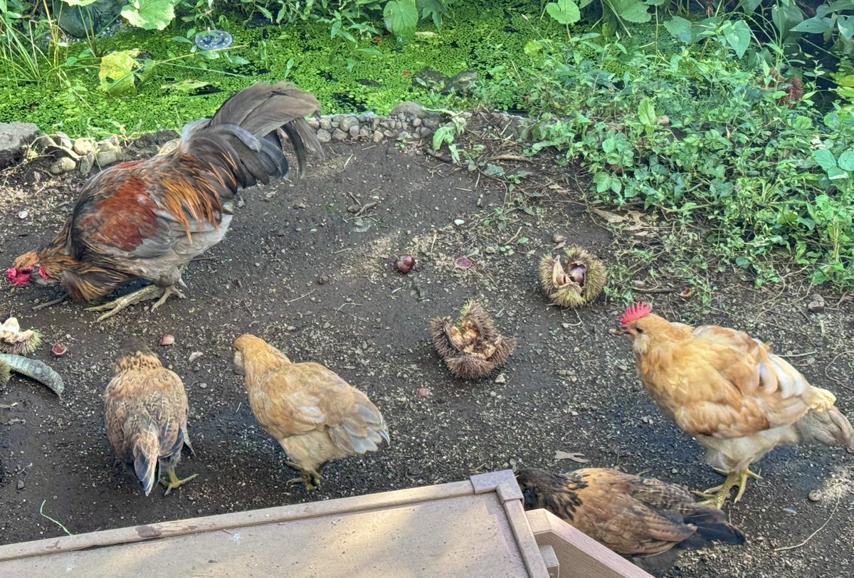 FushimiAka's tweet photo. ボスの座を奪われ、メスに嫌われ、群れから追放された雄鶏が、ヒナ鶏のボディガード係を勝手にやり始めた。

ヒナ達とても懐いている。将来奥さんにするつもりか。「光源氏か！」遊びに来た友人が叫ぶ🐓

#アローカナ https://t.co/dVmrYltW3u