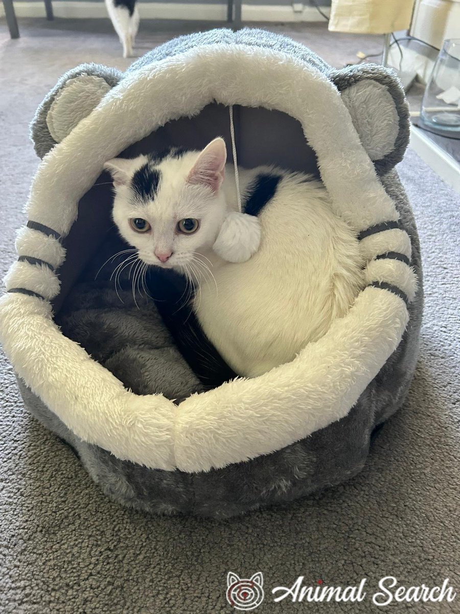 Pingoo_The_Cat's tweet photo. #MISSING #CAT white with black patch on head &amp; back #lost on Sunday 20th September 2026 from Park Mead, #BEXLEY #DA15 9PF -If you have any info please contact the owner via this Animal Search link-> https://t.co/dVSrPzLsj8 #HelpFindThem #cats #Sidcup #Blackfen #Welling #Bexley https://t.co/TViS9kk9t4