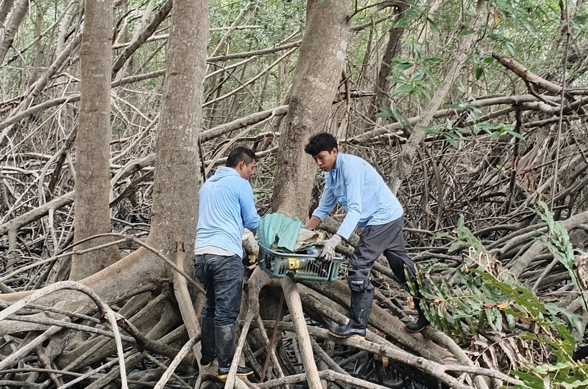 MAE_Zonal5's tweet photo. #Naranjal| La Reserva Ecológica Manglares Churute se sumó a la Campaña Nacional de Limpieza de Playas y Cuerpos Hídricos junto a 130 cangrejeros de 4 organizaciones con AUSCEM. 💪 Juntos retiramos 148 sacos de residuos, equivalentes a aproximadamente 740 kg de basura. https://t.co/KfGXYsMrWX
