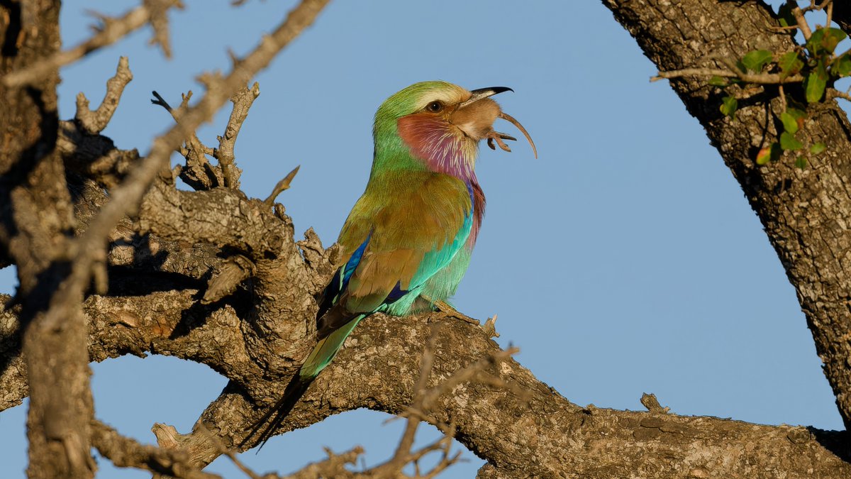 CarenJahre's tweet photo. Sorry to take some gloss off the beloved and seemingly elegant Lilac-breasted Roller, but one trying to eat a field mouse is so rare that 2 experienced S. African guides had never witnessed it. After over a half-hour, progress seemed to come to a halt. #SouthAfricanWildlife https://t.co/6qtnbuYSjc