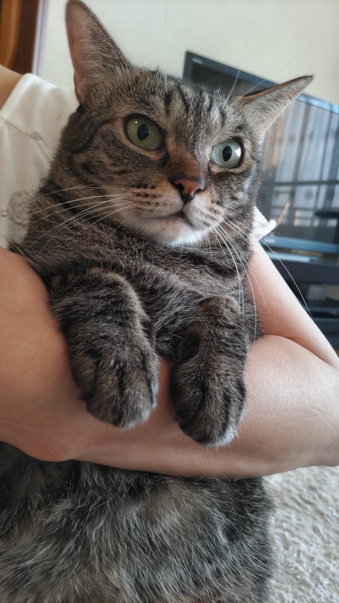 mocarin1227's tweet photo. おはようございます、連休最終日ですね😊
今日はバイクでツーリングですね😸
ママに抱っこされているもちこさん😾
＃キジトラ猫　＃猫好きさんと繋がりたい https://t.co/VSlLoebEhS