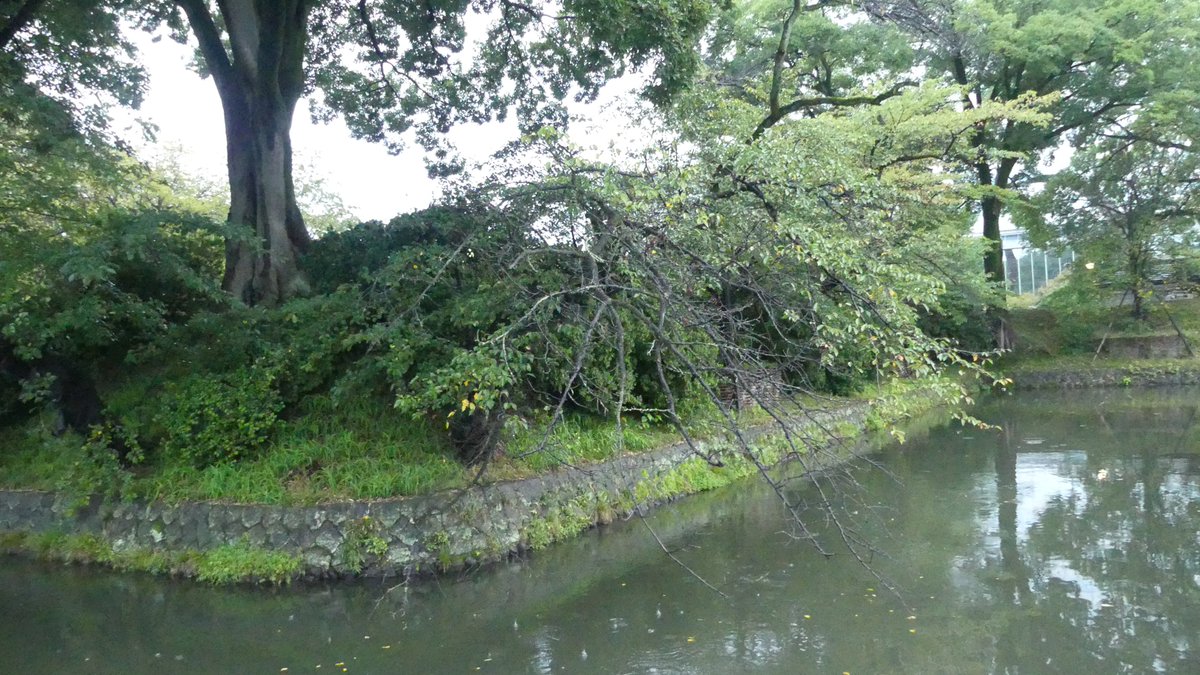 hide08277197's tweet photo. 高崎城
ホテルから近いので朝散歩
アプリのリア攻め位置が取れず小雨の中あちこち歩いてました
水堀廻れたのでちょうどよかったです https://t.co/ivcE1vB055