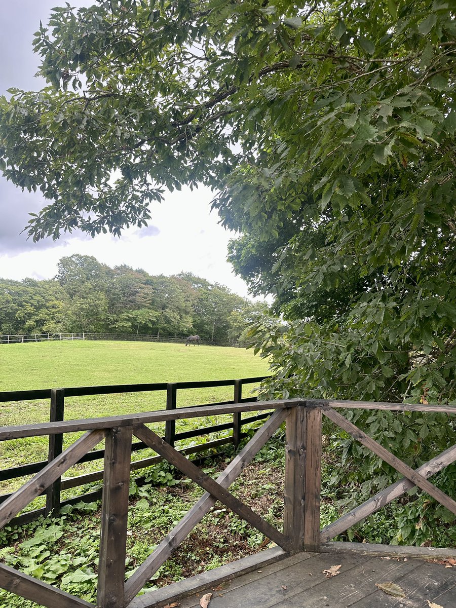 Versailles_Farm's tweet photo. オジュウチョウサンを見たくて、
放牧地の前に人が集まっている光景をよく見ますが……

実は、受付横のウッドデッキが穴場スポットです👀🩵

オジュウが遠くにいるときは、少し高い位置から放牧地を見渡せるので、ここがおすすめ🤫

名付けて「オジュウ見台」🐴

#オジュウチョウサン
#Yogiboヴェルサイユリゾートファーム