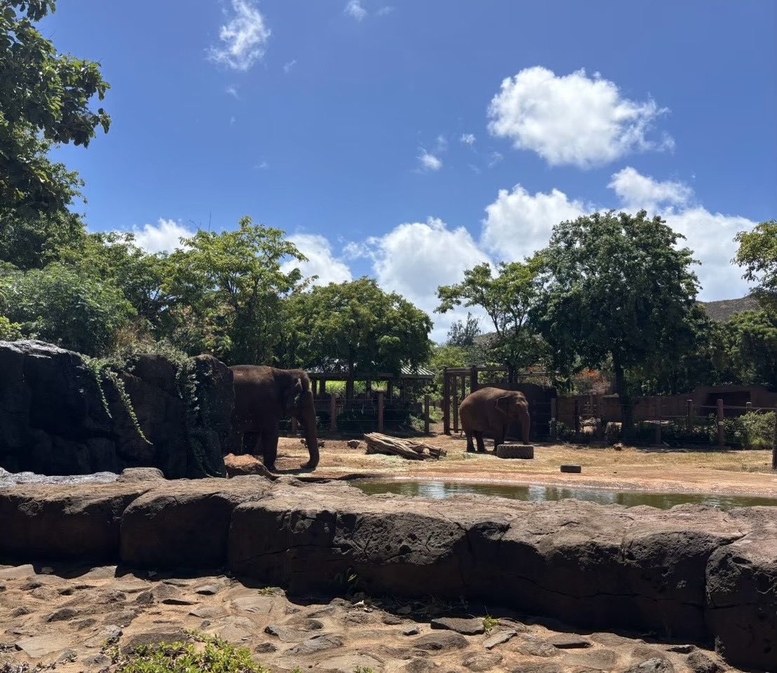 nijitapa's tweet photo. 今回もホノルルズーに行きました！こどもたち大喜びでした！

#HAWAII
#子連れハワイ
#honolulu
#honoluluzoo
#waikiki
#動物園 https://t.co/Fif9izSXwY