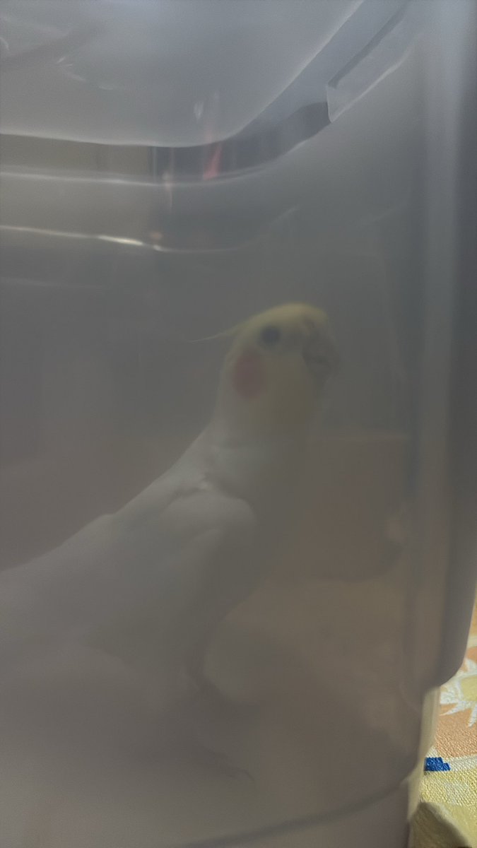 strngerbug's tweet photo. minha calopsita no pote fazendo nebulização https://t.co/oLGkYxud6j