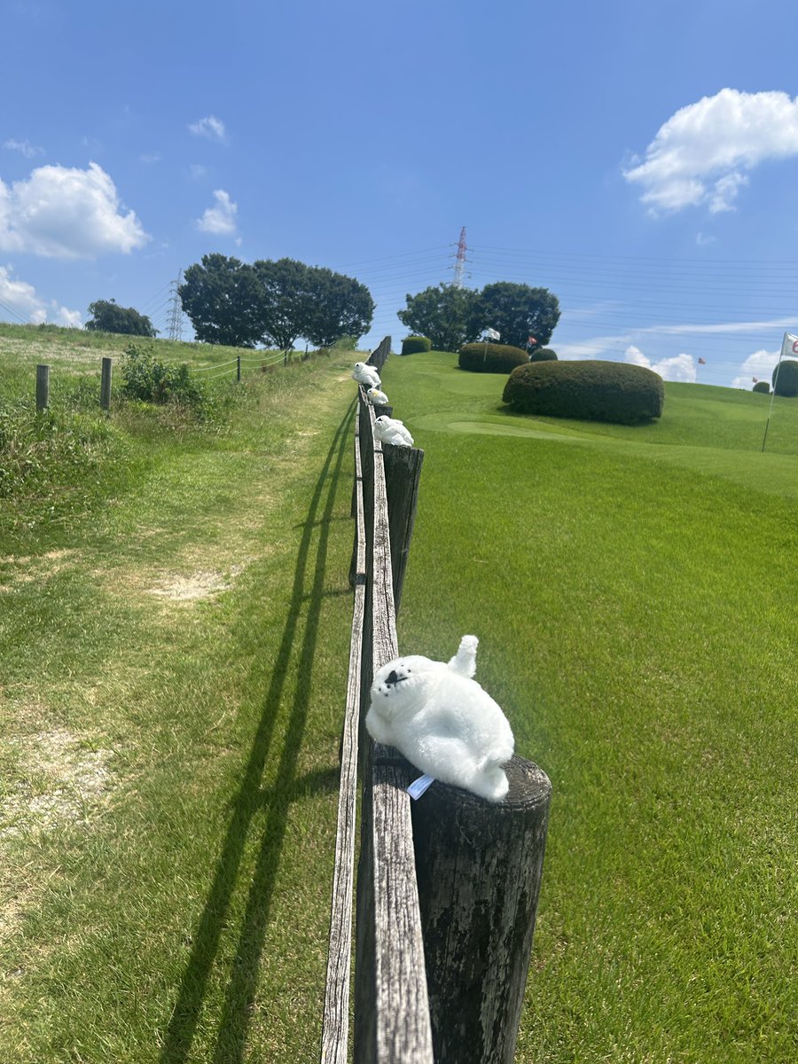 waccha_309's tweet photo. おはよ〜🦭今日はちょっぴりお空がどんよりしてたけど１日頑張るぞ〜 https://t.co/XwlMbEqjmR