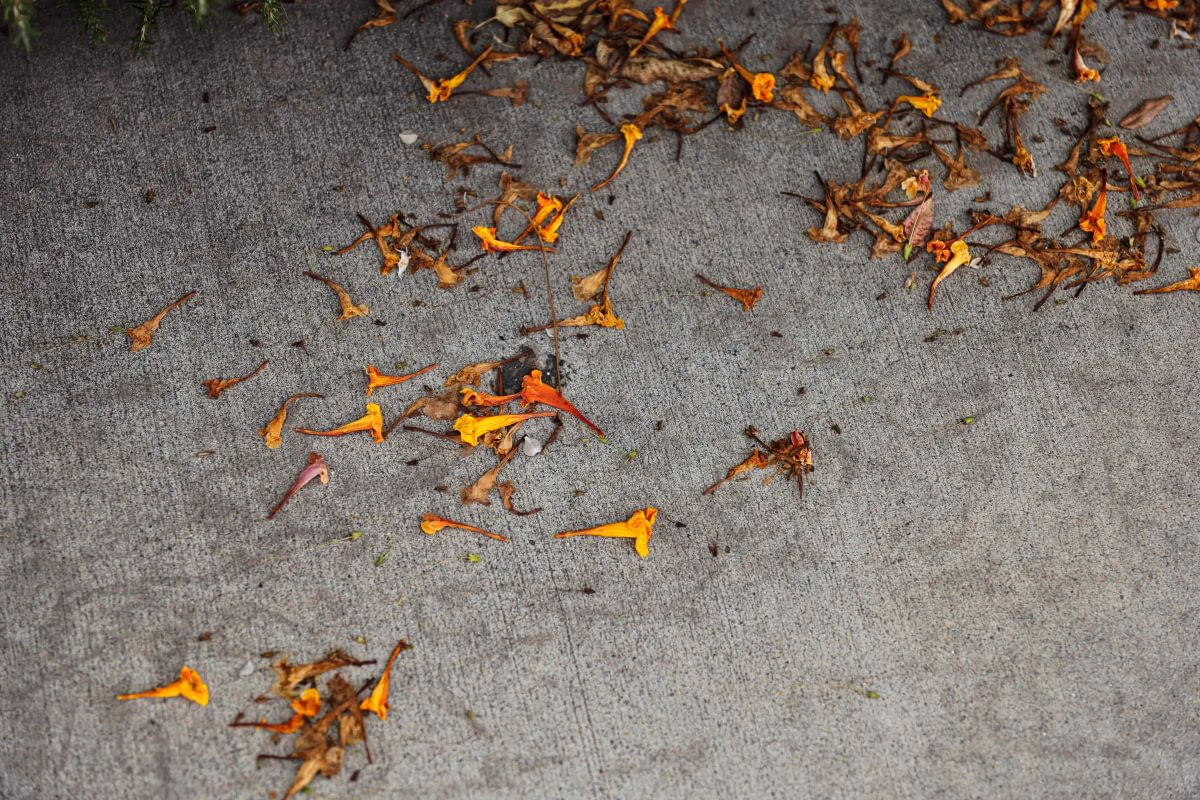 Dry, orange trumpet-shaped flowers scattered on a textured gray surface.
