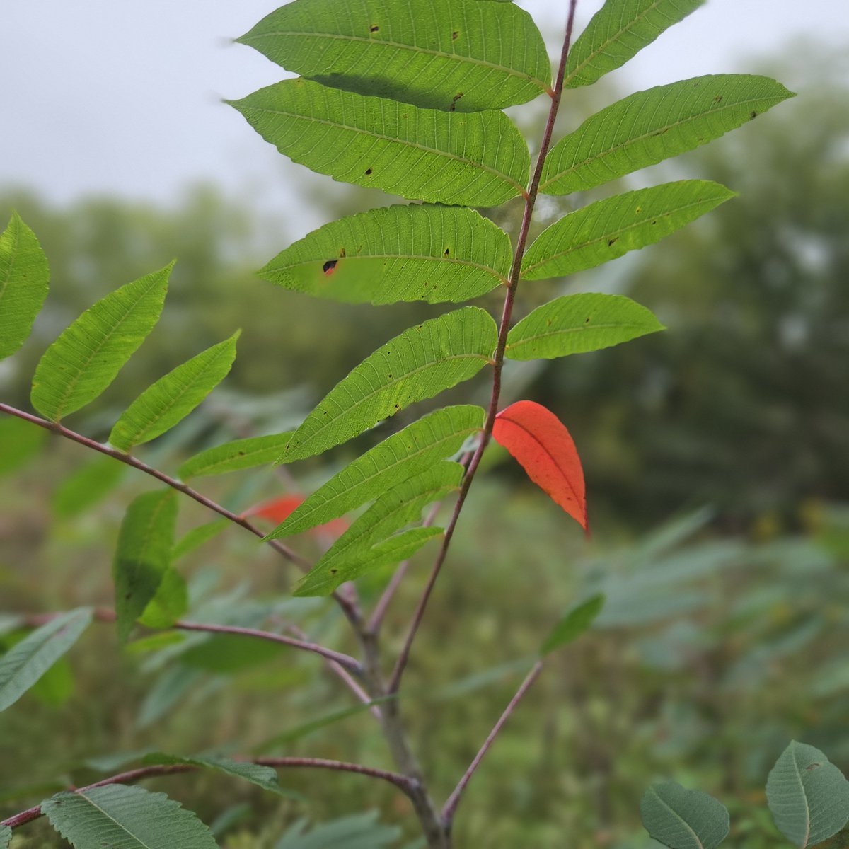 Marxbarx's tweet photo. @HazelLiaqa4848 The red leaf. https://t.co/jMKE5sznJU