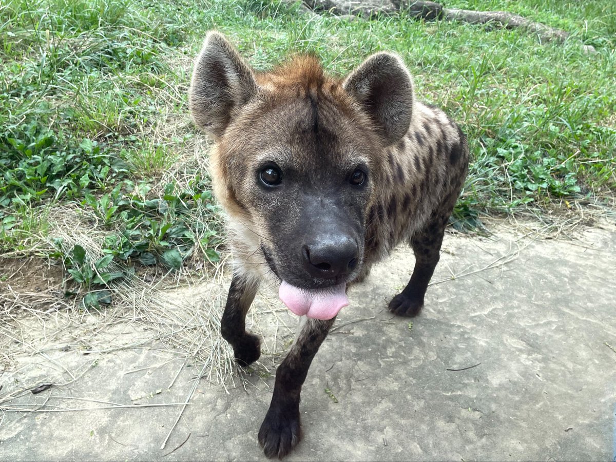 zoo_biker's tweet photo. 暴走娘ハイエナ、カロアでおはようございます

「ブッチーおじさんと遊びたいのに、最近どうして一緒に出してくれないの？」

…君がお尻を噛むからだよ😓

※ザラザラの舌👅にも注目

#ブチハイエナ #のいち動物公園
#SpottedHyena #Hyena #ハイエナ
#ハイエナ地位向上委員会 https://t.co/lpdj6uAAgB