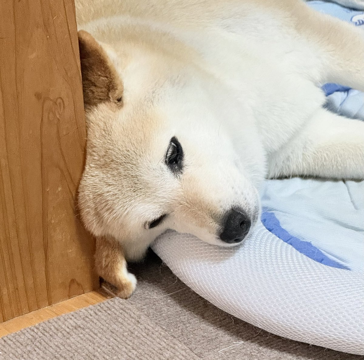 YumeShibainu510's tweet photo. お耳！！ https://t.co/4EY7x0t9bP