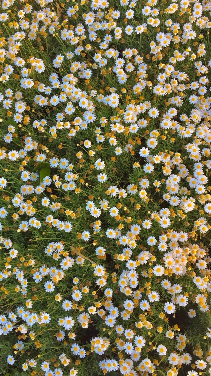 dreamyflowerrs's tweet photo. daisies https://t.co/IkL0YB2jjR