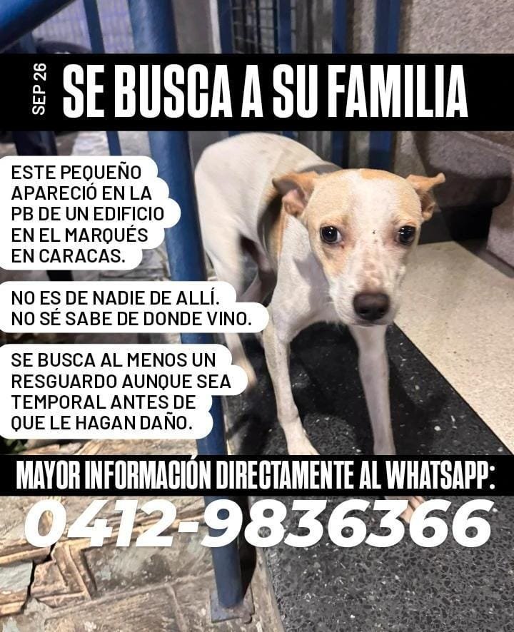 PerroUsuario's tweet photo. Reporta @eglesca: #adopta https://t.co/3y625TV63n