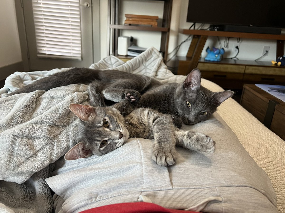 JacqueKeener's tweet photo. Brought them home a couple of weeks ago and they are my two best friends now https://t.co/8jifaqZetI