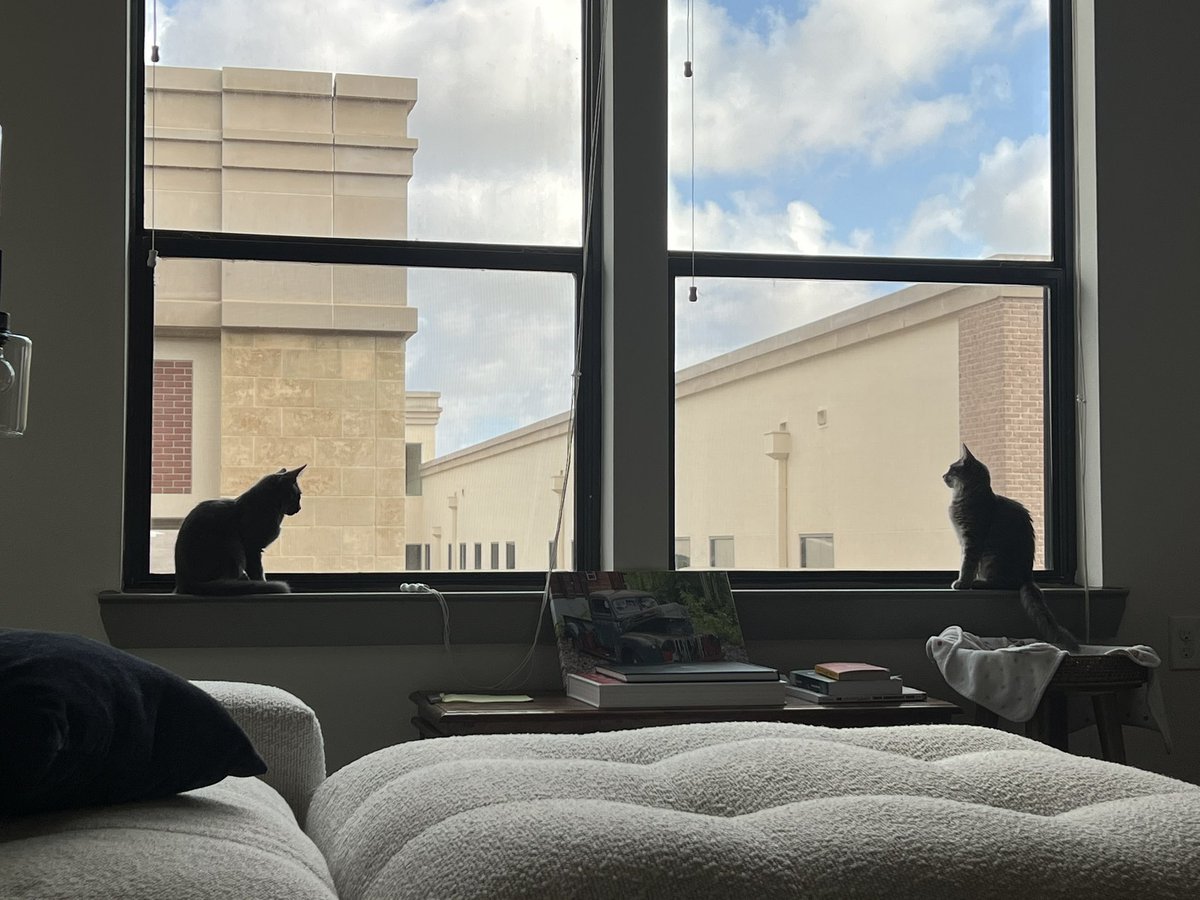 JacqueKeener's tweet photo. Brought them home a couple of weeks ago and they are my two best friends now https://t.co/8jifaqZetI