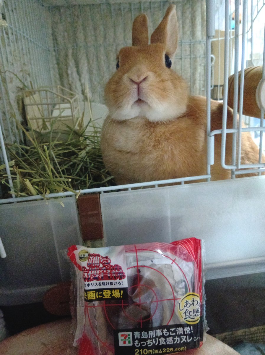 tippu_kidds's tweet photo. セブンイレブンのもっちり食感カヌレと
朝はネムネム まったりモードカヌレ嬢🐰💤 💡
秋分の日🎌おはようございます☁ https://t.co/KCZ6rc1QNb