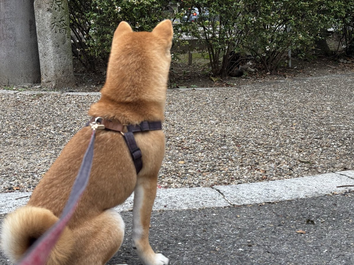 moon_260330's tweet photo. お座りしたら誰もが寄って来てくれると信じてやまないムンちゃん…
\🌕みけねこさん！おはよう！こっちきて！/
#柴犬ムンちゃん #柴犬 https://t.co/m4nxaIBJyt