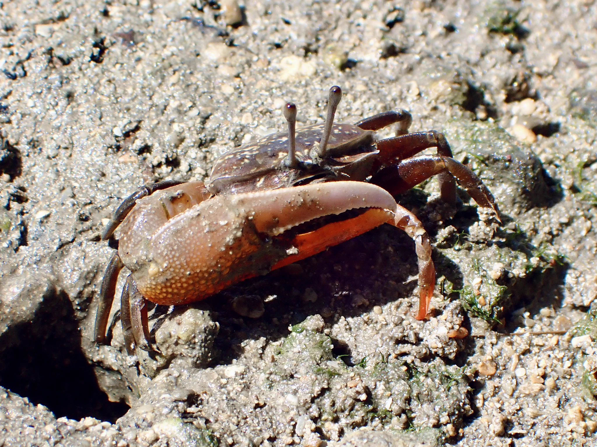 もぐるいるい🤿🦐🦀 on X: 