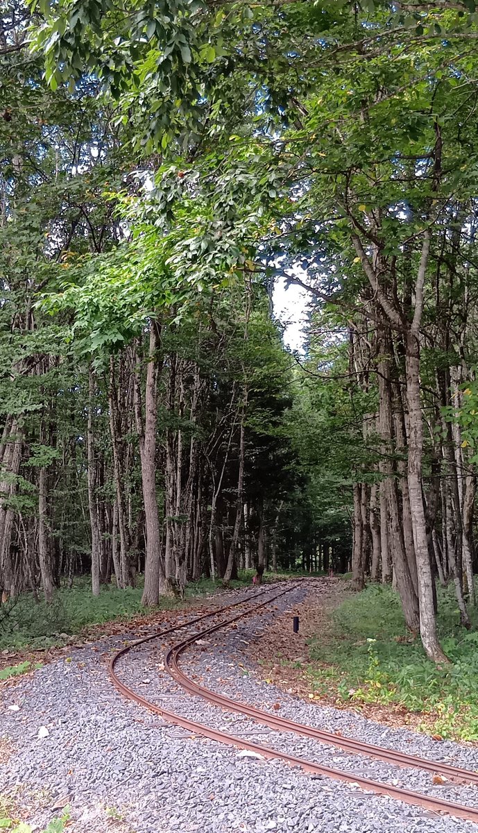 kannojou's tweet photo. 久しぶりに真室川の梅里苑へ

#トロッコ列車 は健在だ��😀

#山形県真室川町 #イマソラ https://t.co/QRrtP542am