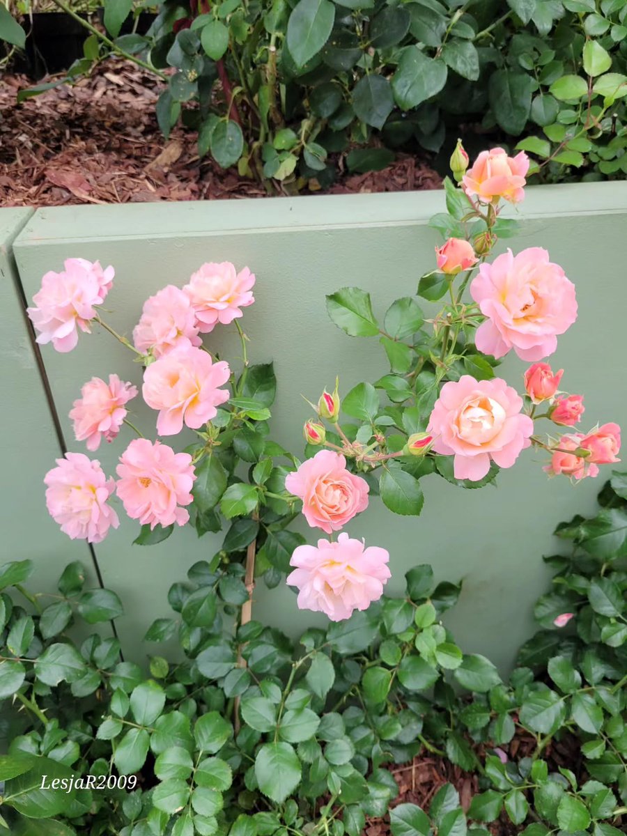 KevaBarelldlrk's tweet photo. Photo by Леся Р. on August 01, 2026. May be an image of rose and text. https://t.co/QMTVeWREoO